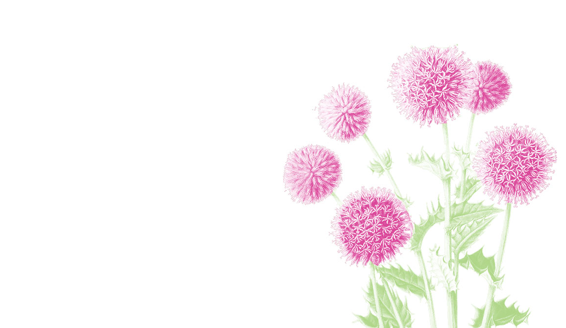Echinops