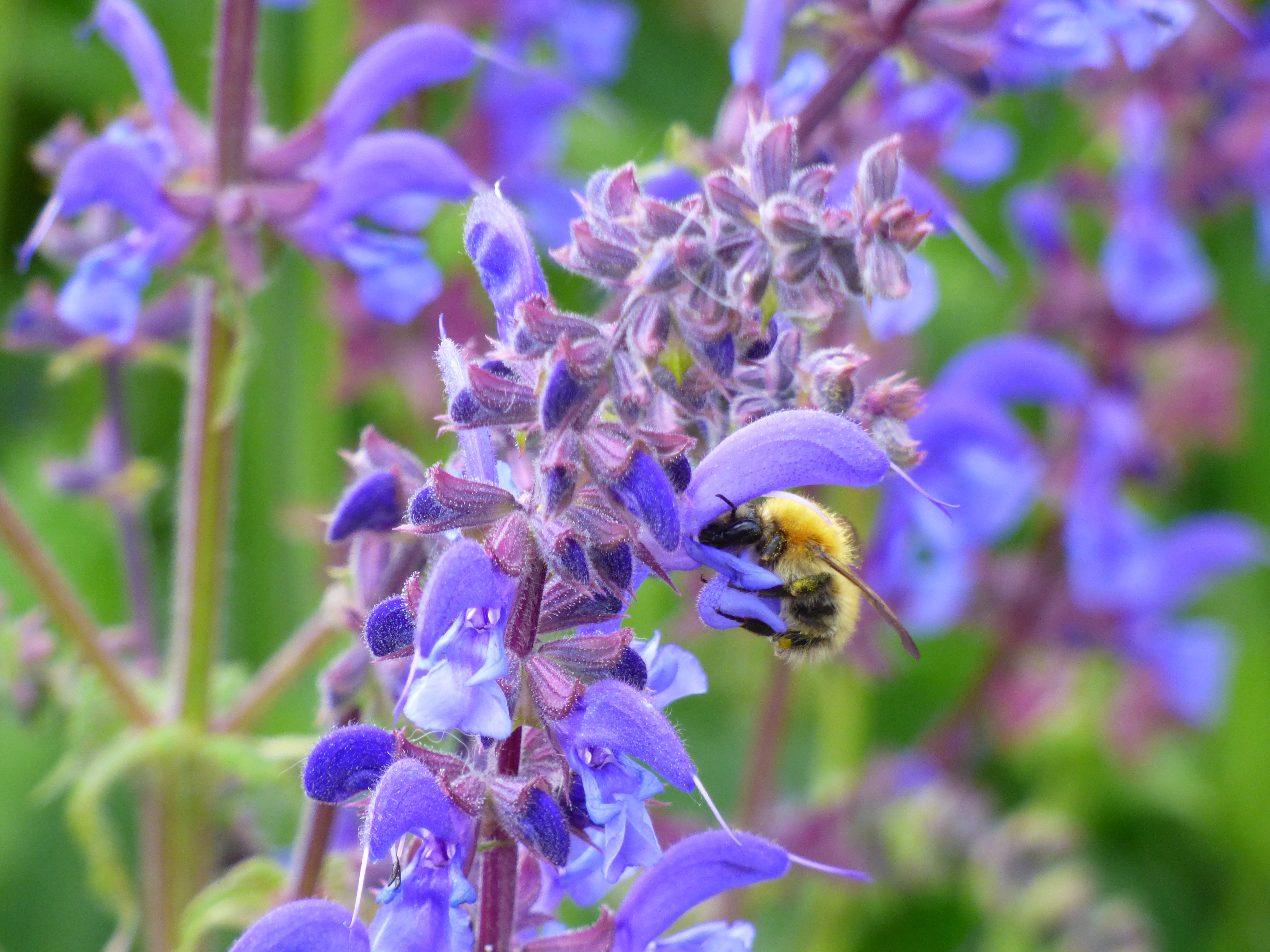 Fleur Comestible - Plante Aromatique
