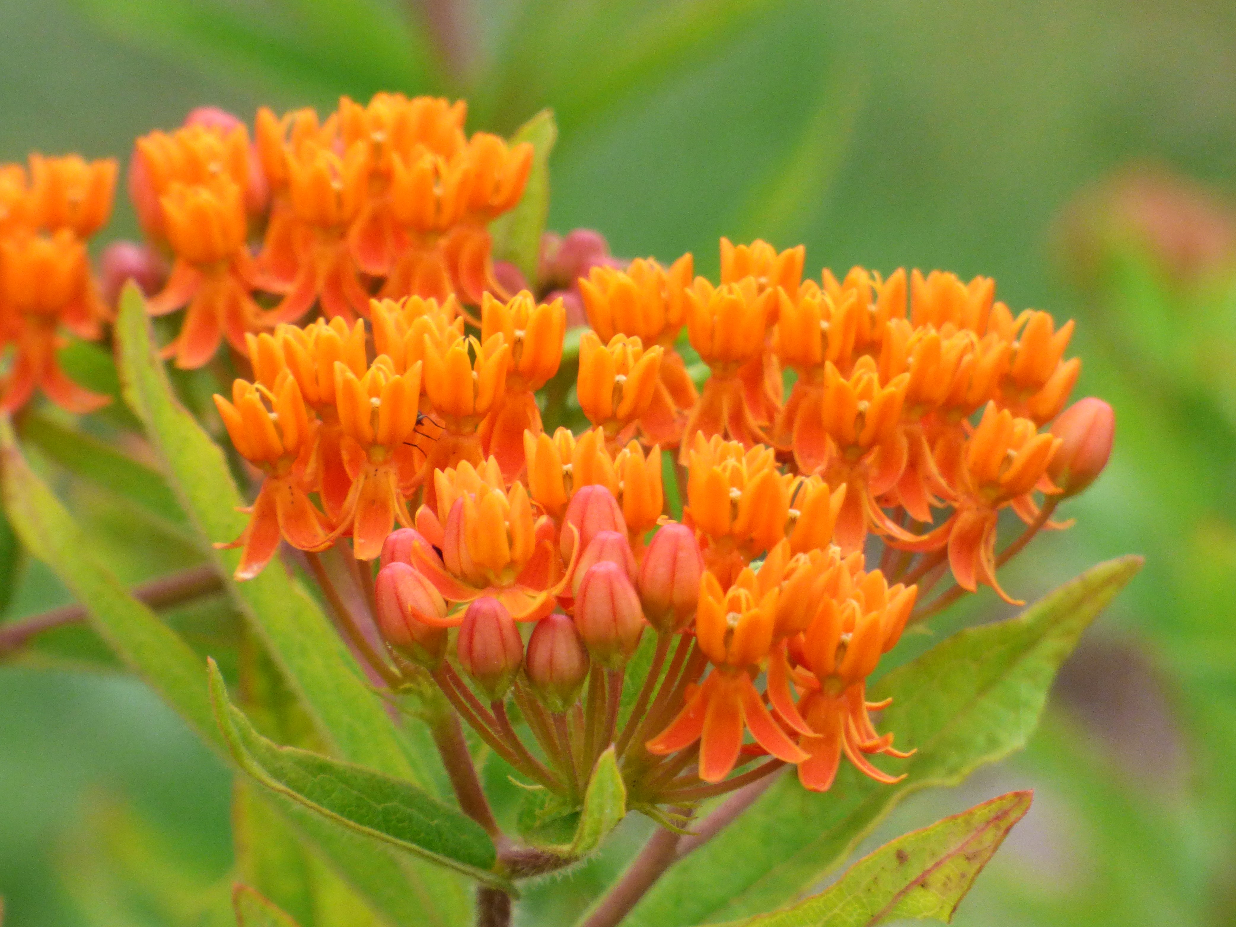 Fleurs de Sécheresse