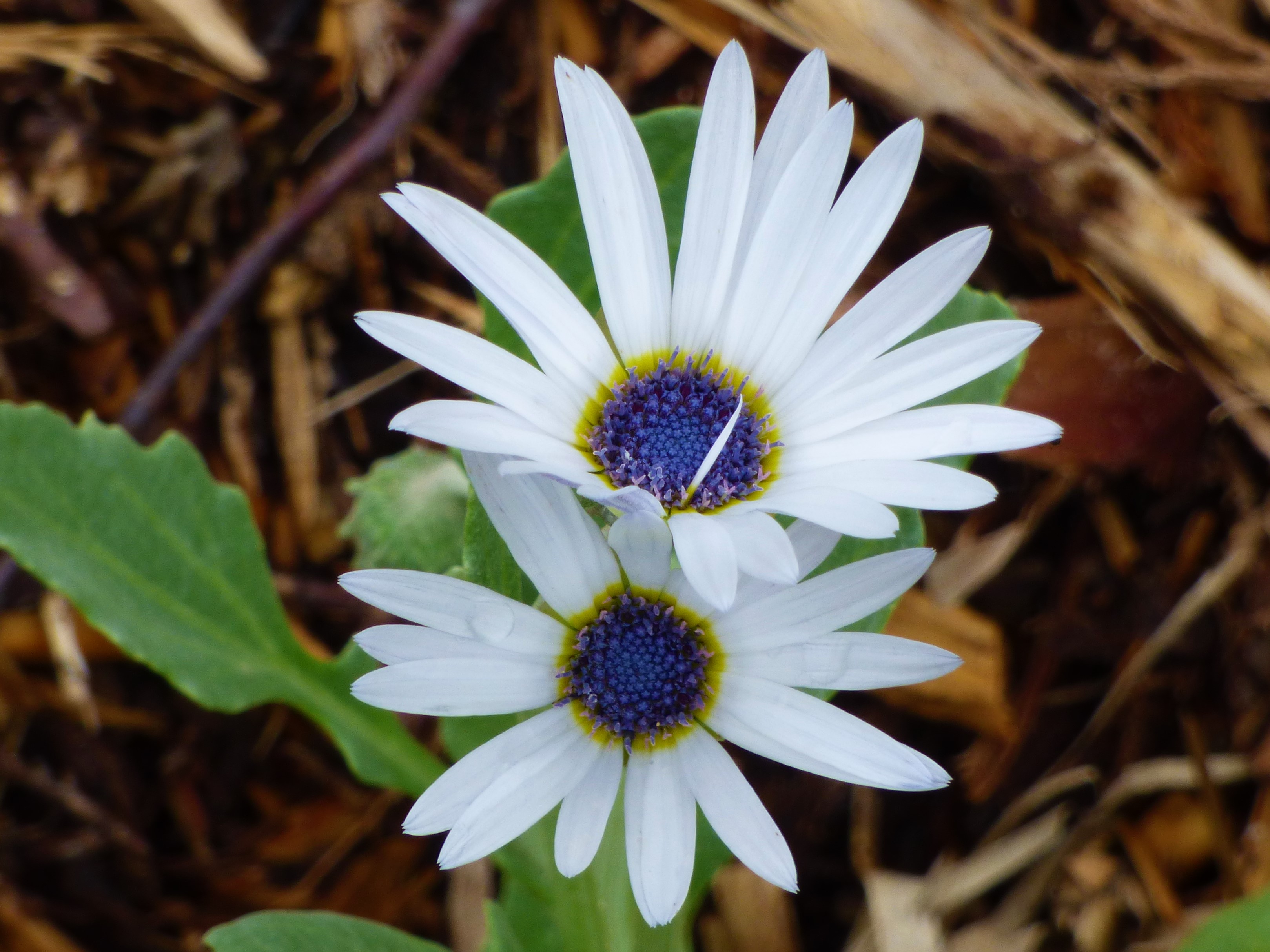Fleurs pour Jardinières