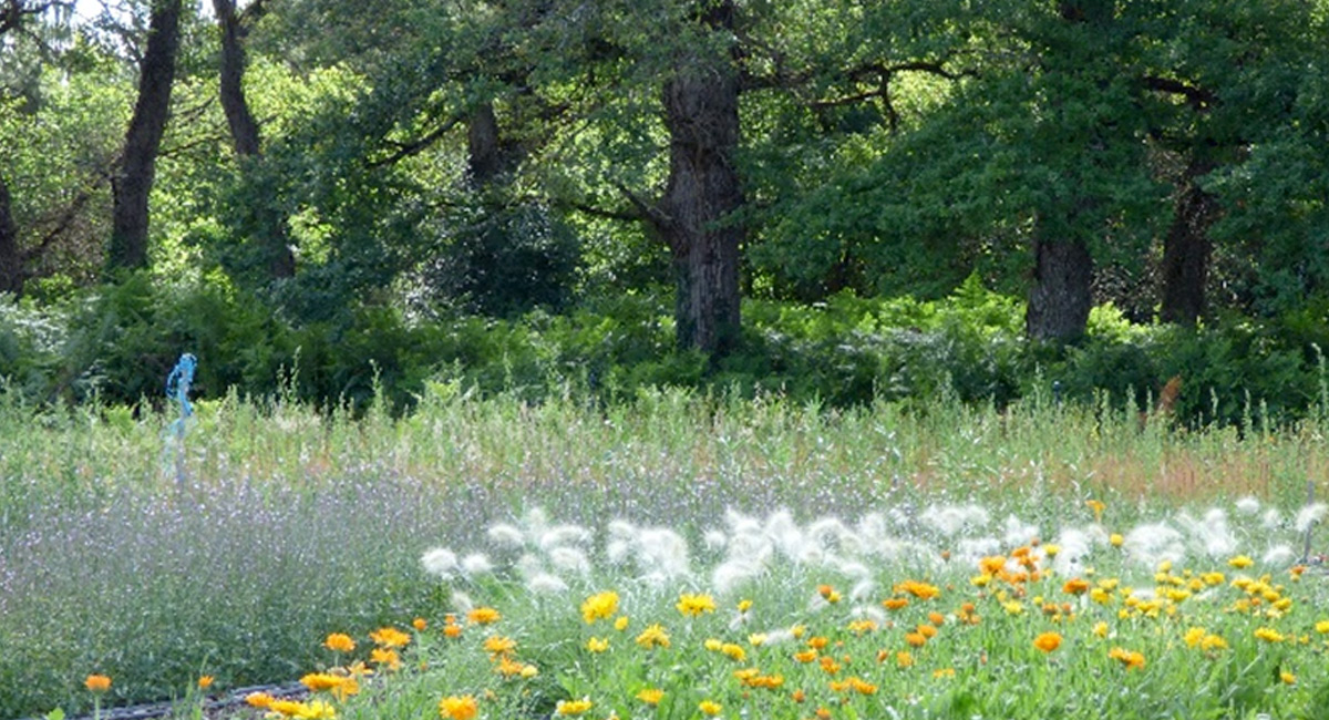Echinops Graines - La biodiversité