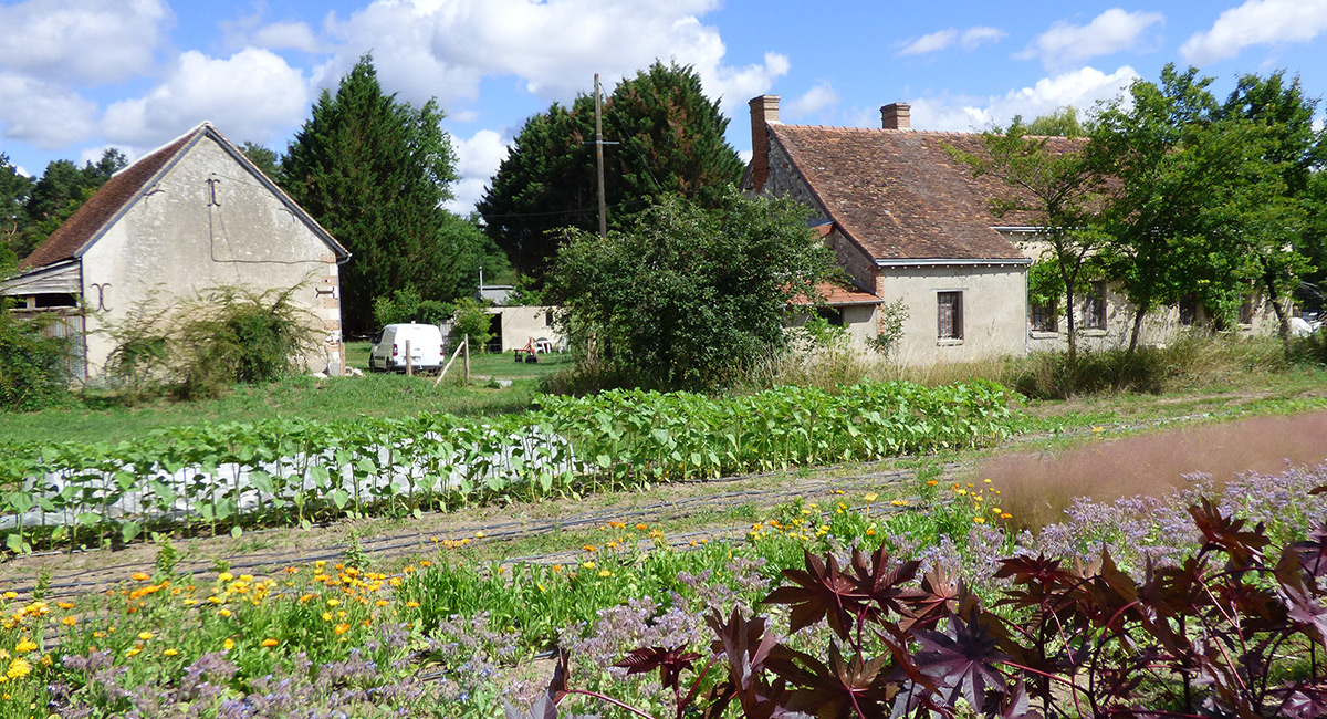 Les Porte-Graines - Echinops Graines
