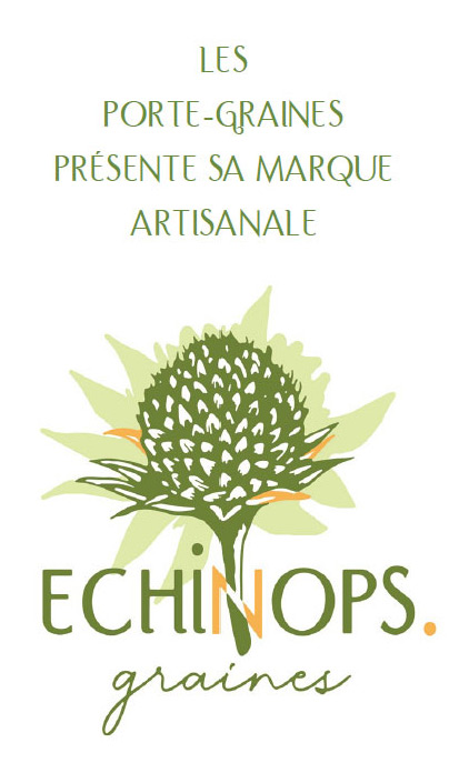 Les Porte-Graines - Echinops Graines