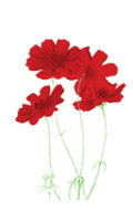 Menu fleurs