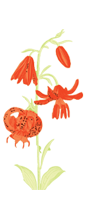 Menu fleurs