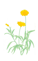 Menu fleurs