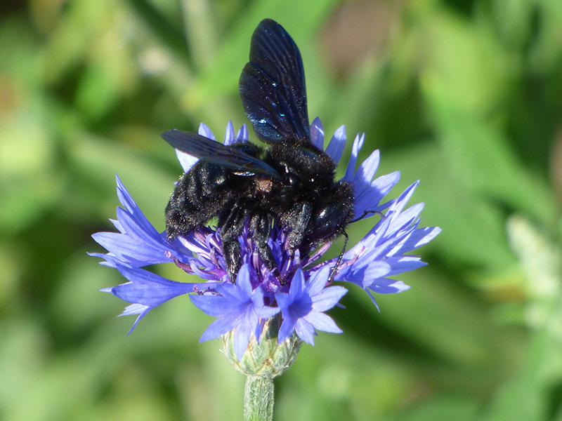 Echinops Graines - Semences florales pollinisation