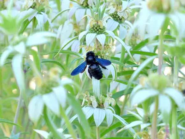Echinops Graines - Semences florales pollinisation